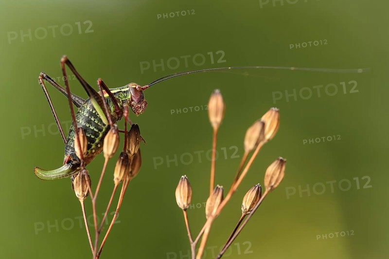 Saddle backed bush cricket