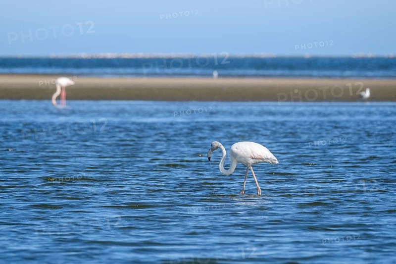 Lesser Flamingo
