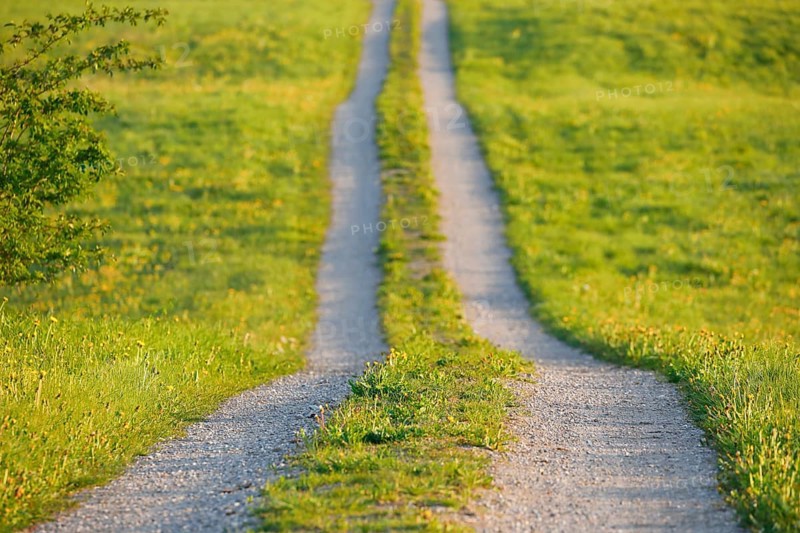 Field path in spring lined with flower meadows