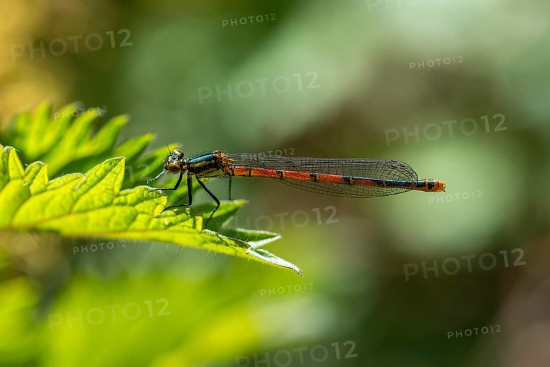 Large red damselfly