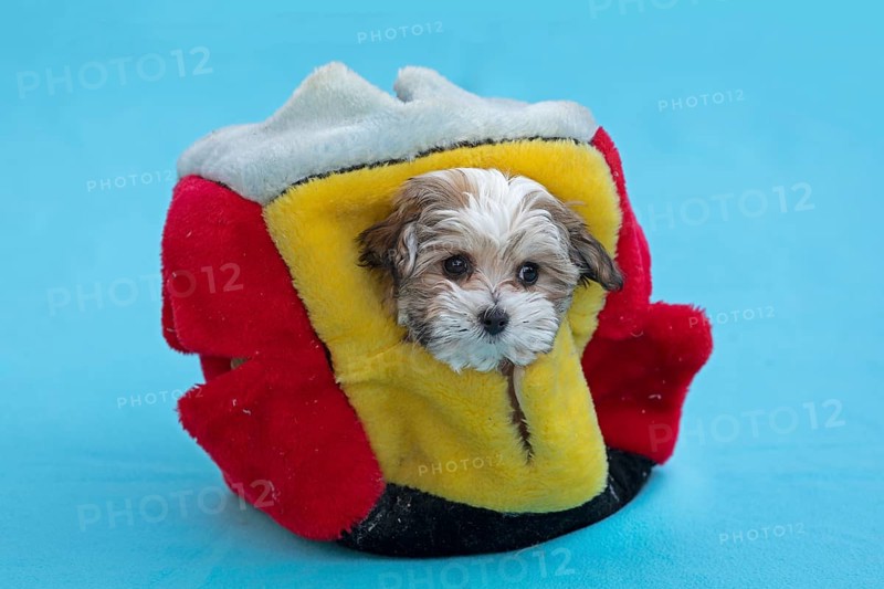Bolonka Zwetna puppy looking out of a cat cube