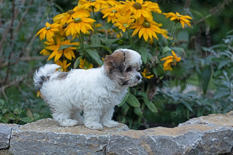 Bolonka Zwetna puppy