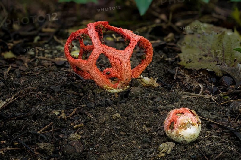 Mushroom