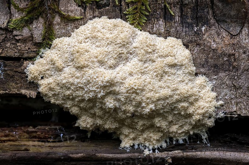 Fungus