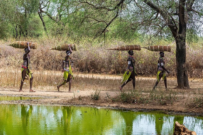 Girls with collected reeds on their heads on their way home