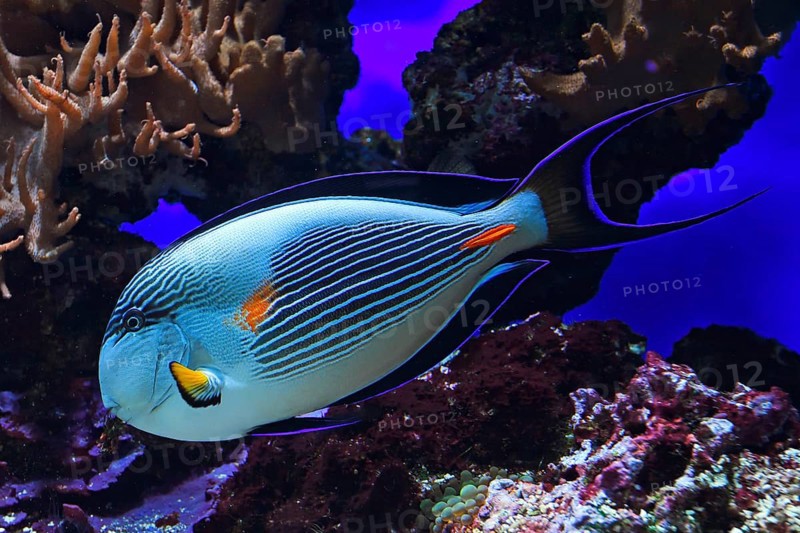 Red Sea Clown Surgeon