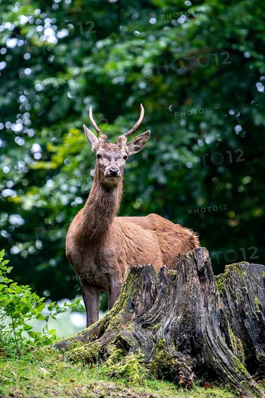 Red deer