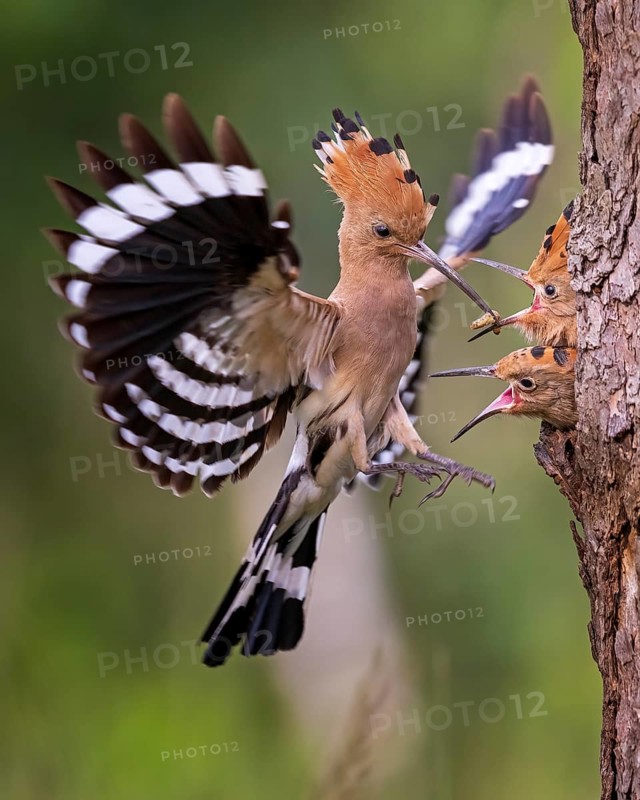 Hoopoe