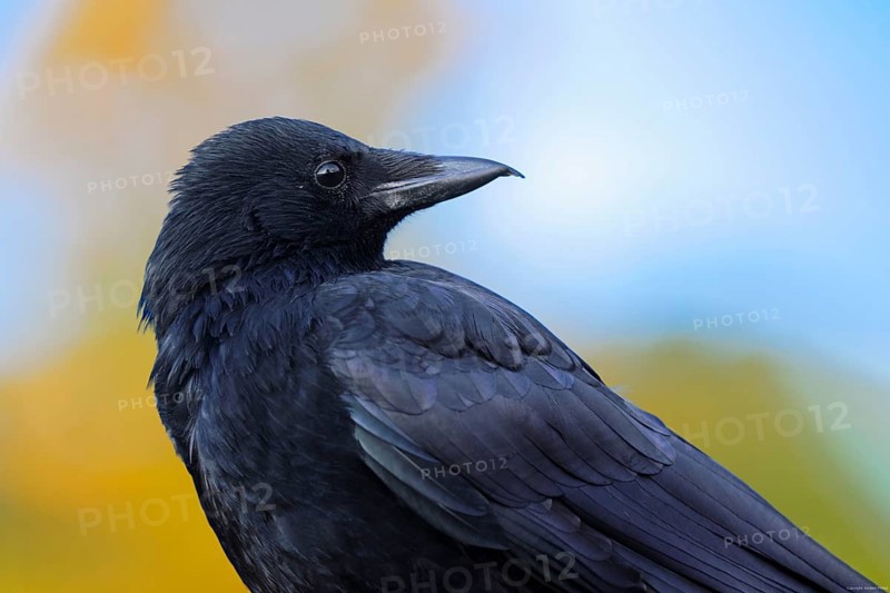 Carrion crow