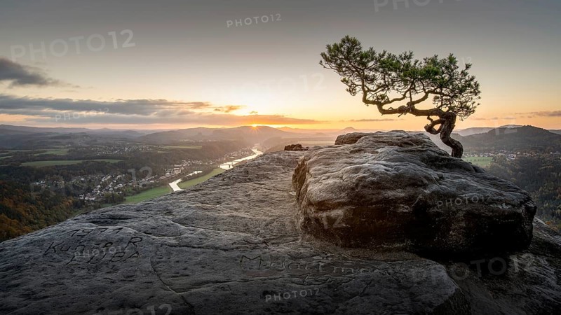 The weathered pine on the Lilienstein in Saxon Switzerland at sunrise