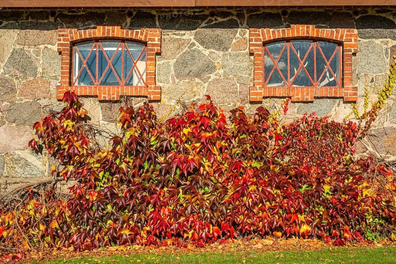 Virginia Creeper