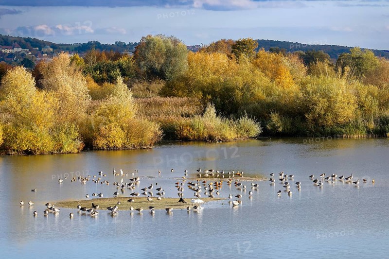 Various water birds in bird sanctuary