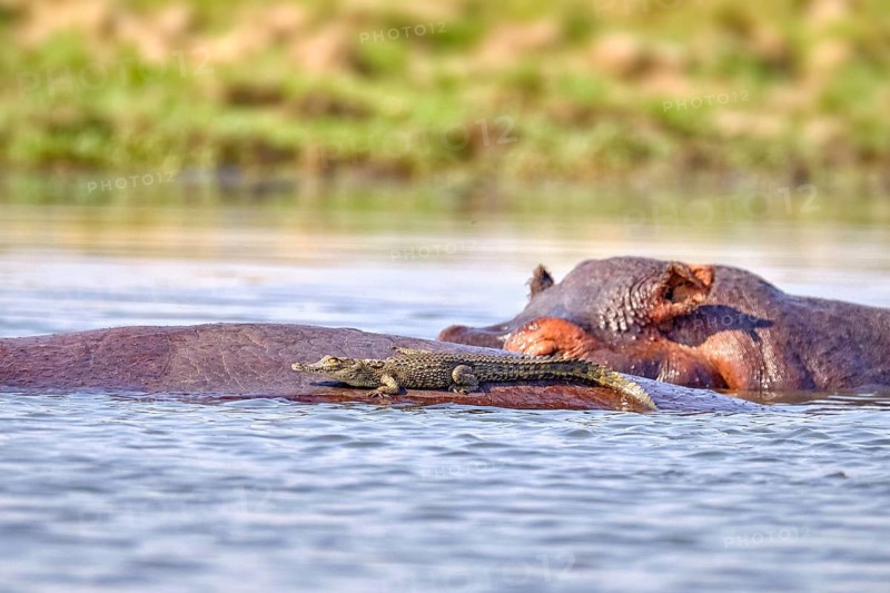 Baby Nile crocodile