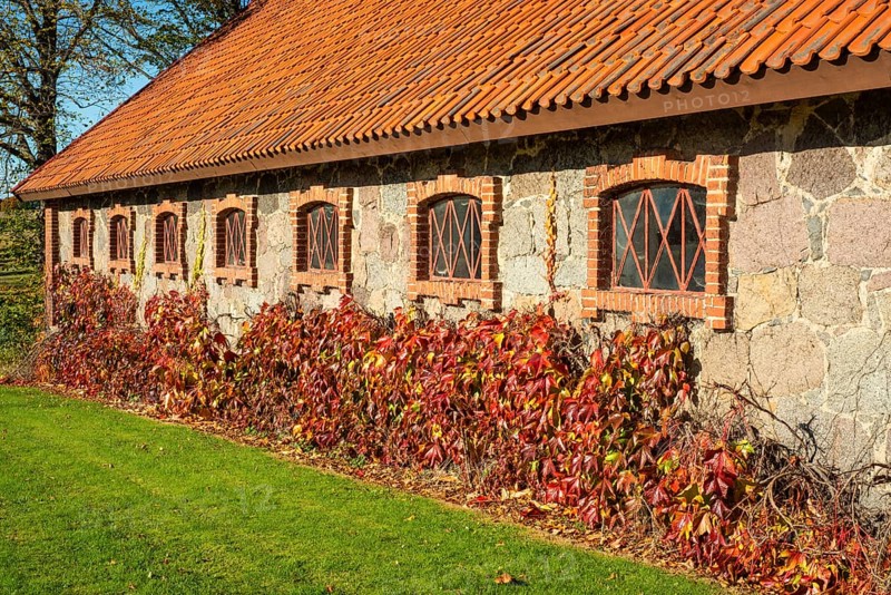 Virginia Creeper