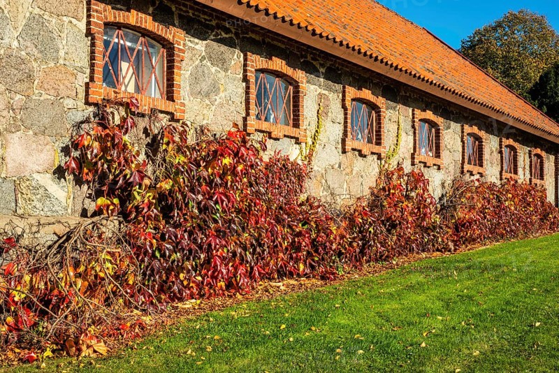 Virginia Creeper