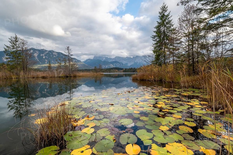 Water lilies