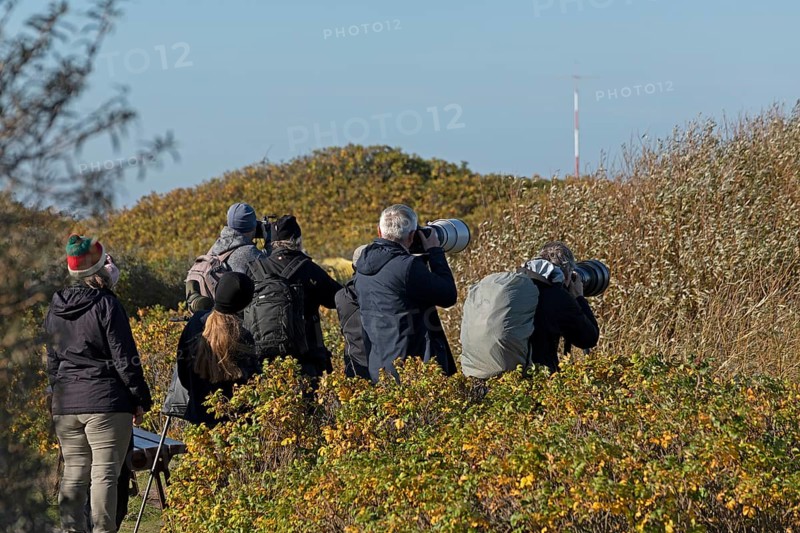 Wildlife photographers with telephoto lenses on the dune