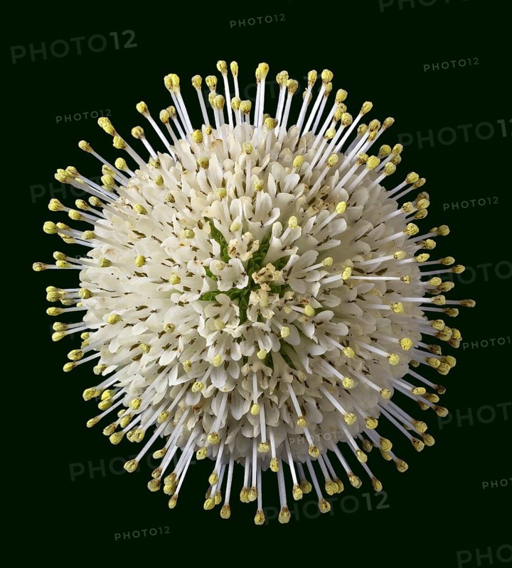 Flower of the buttonbush
