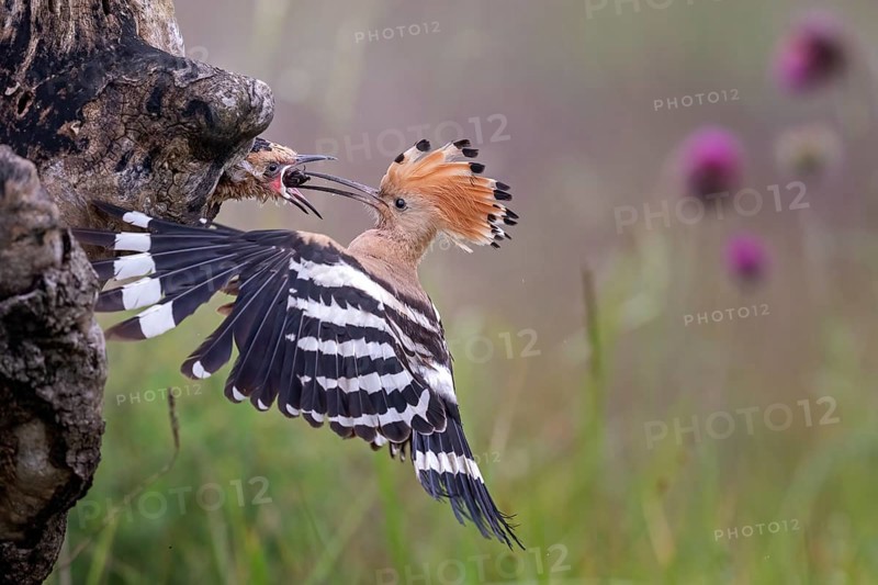 Hoopoe