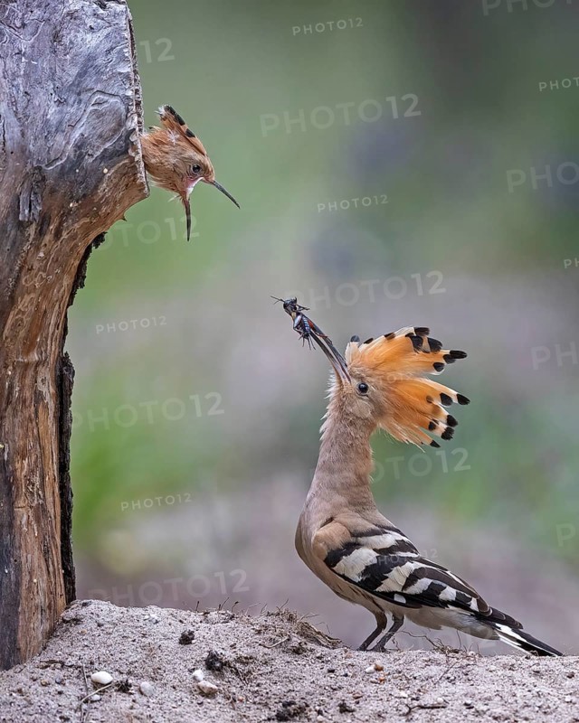 Hoopoe