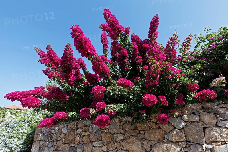 Quarry stone wall with bougainvillea
