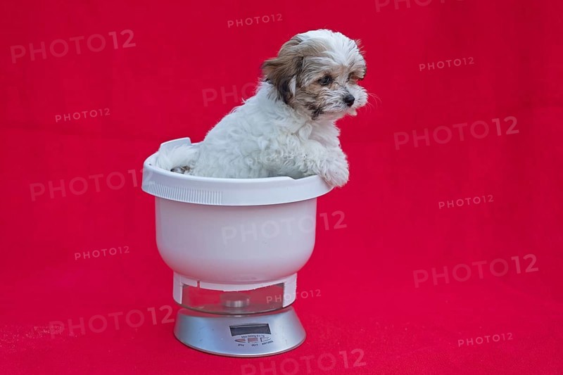 Bolonka Zwetna puppy in a kitchen scale