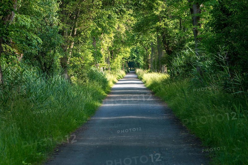 Avenue in the Moenchbruch nature reserve