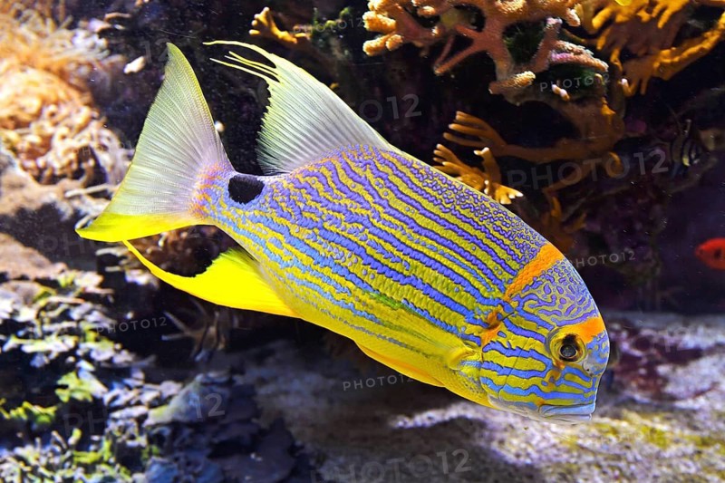 Sailfin snapper