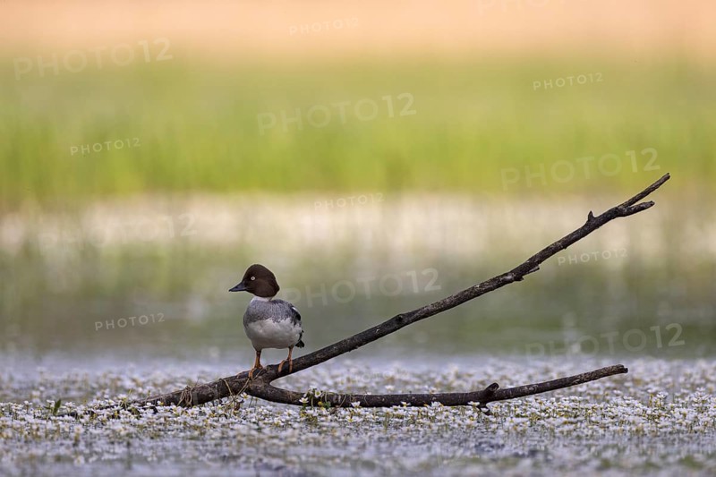 Common Goldeneye