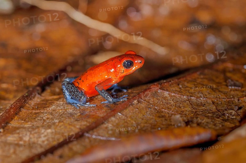 The strawberry poison-dart frog