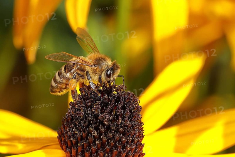 Honey bee