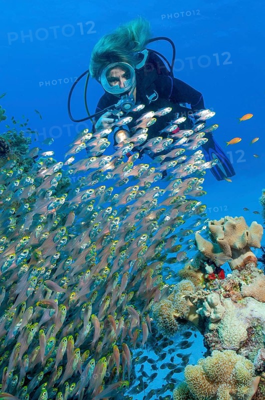 Diver looking at red sea dwarf sweeper