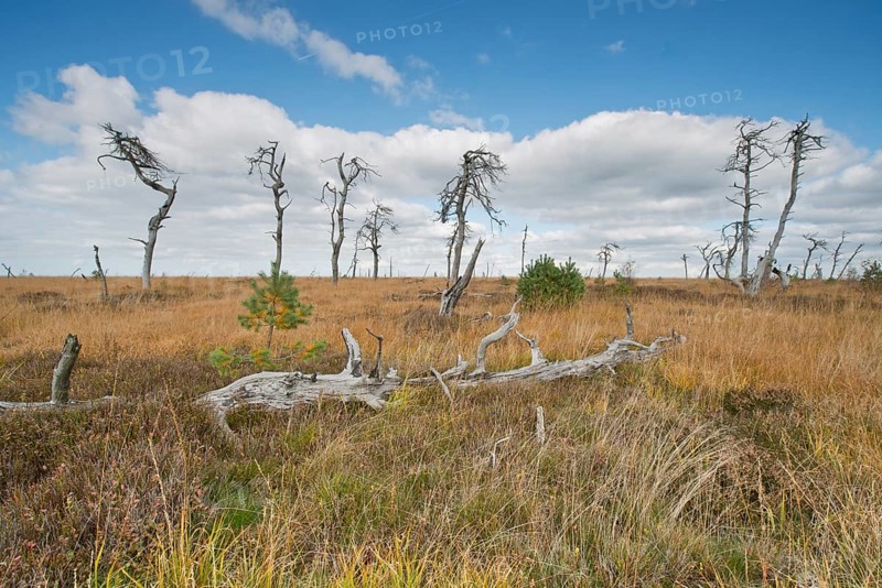 Dead scots pine
