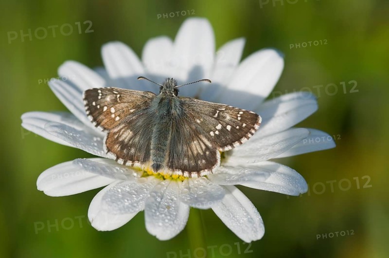 Dark Brown Fritillary