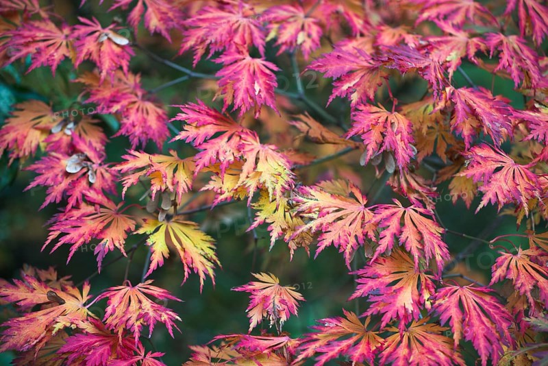 Fullmoon maple