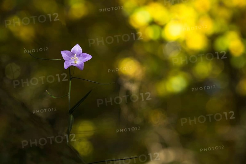 Harebell