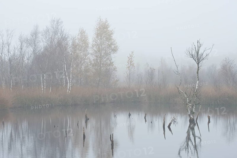 Fog in the Moor