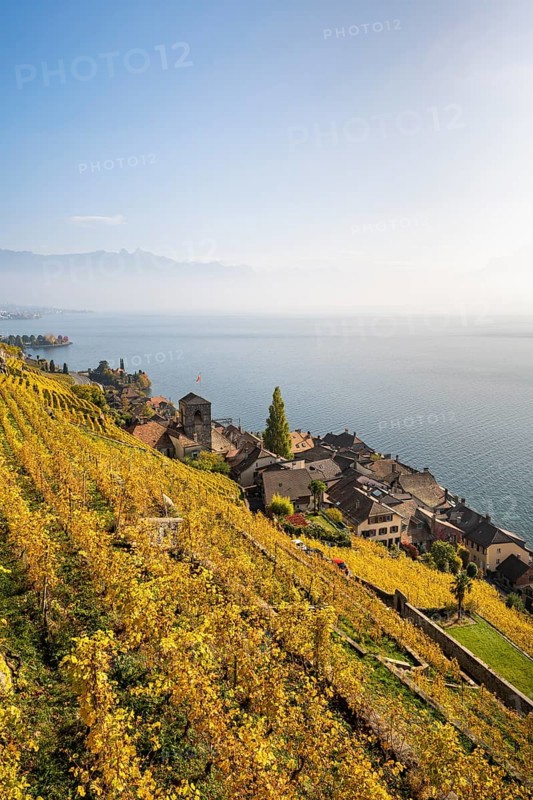Vineyards in autumn