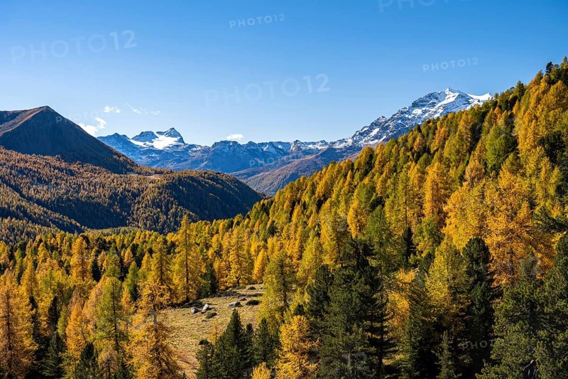 Autumn larch forest off Pizzo Scalino