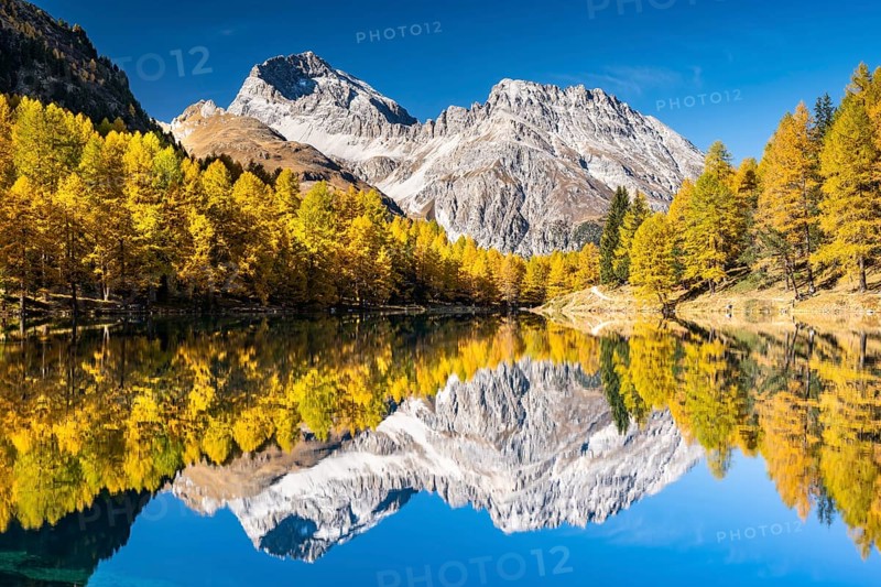 Autumn larch forest at Lake Palpuogna in front of a mountain panorama