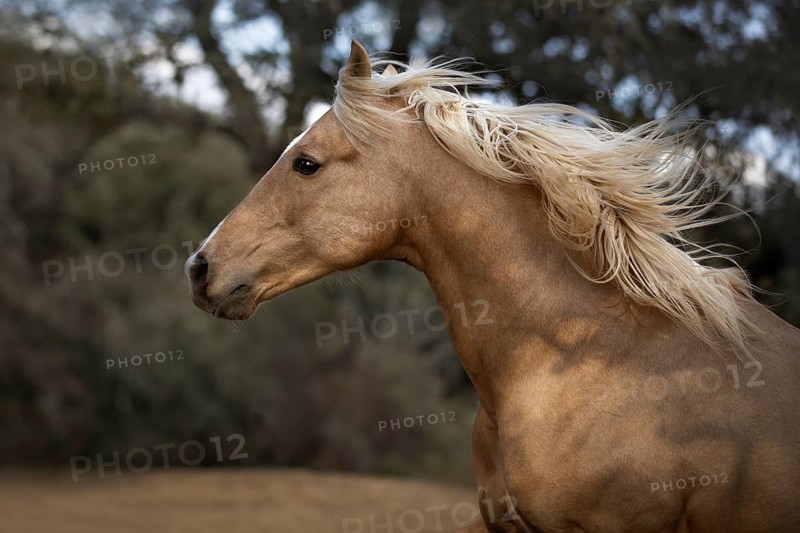 Spanish Palomino Stallion portrait