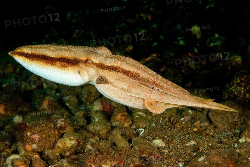 Highly venomous ocellatus octopus