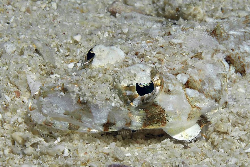 Close-up of head of juvenile form of De Beaufort's flathead