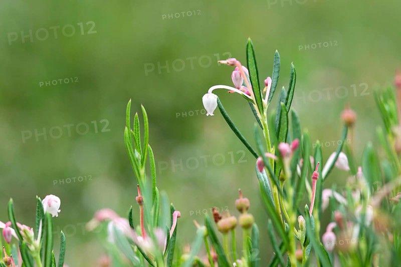 Bog rosemary