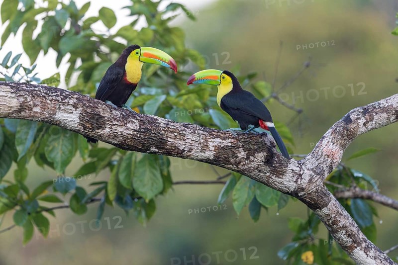 Fishing toucan also called Keel billed Toucan