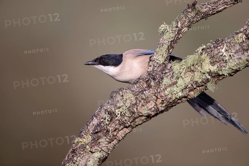 Azure-winged magpie