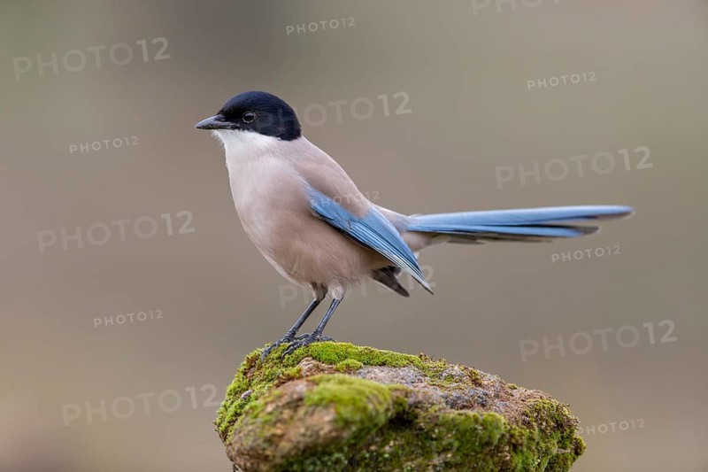 Azure-winged magpie