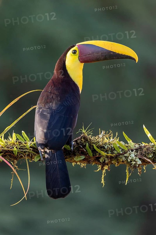 Swainson's toucan or Brown-backed toucan