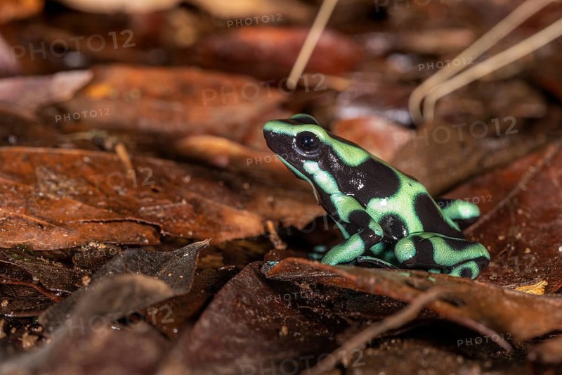 Green and black poison dart frog
