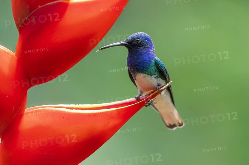 White necked jacobin